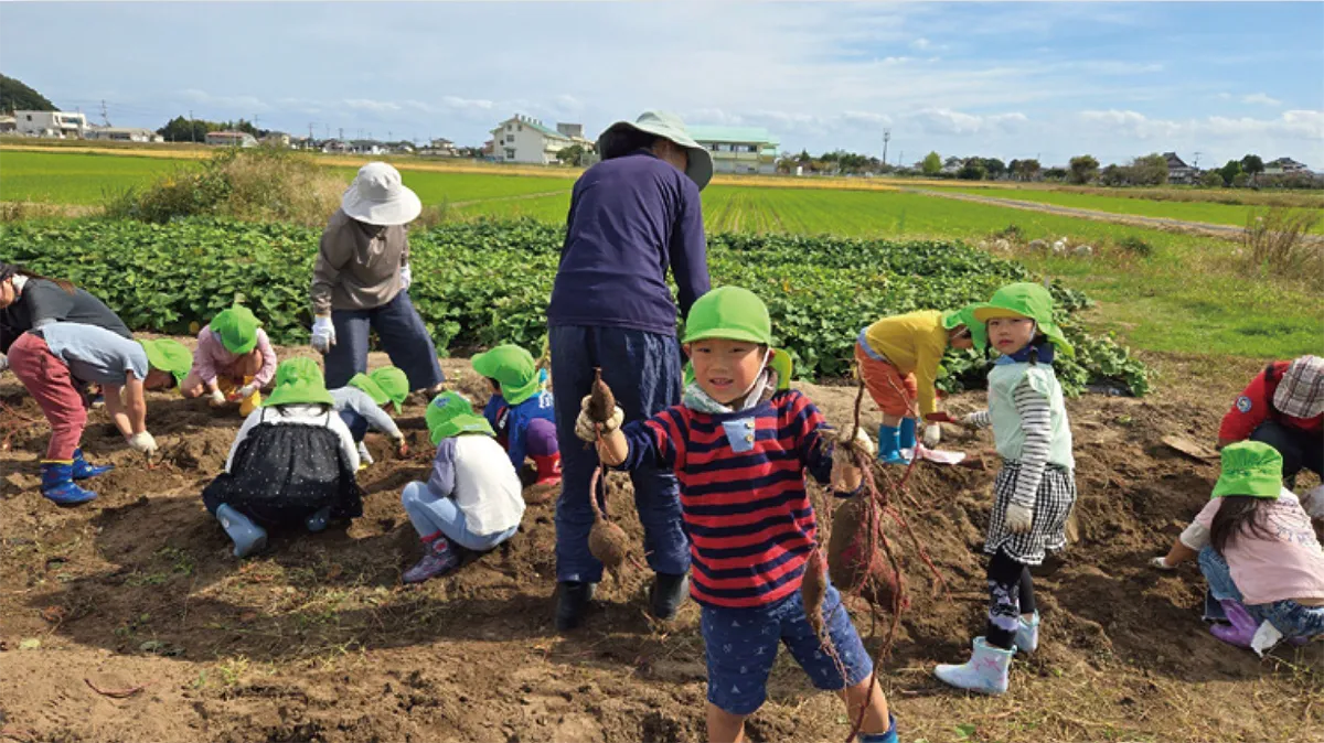 さつまいも料理ワークショップ　収穫のようす